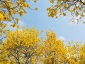 中国天气网讯 2月28日，广西南宁青秀山的黄花风铃木迎来了盛花期，一团团一簇簇的黄花开满了枝头，艳丽的黄色点亮了春天，满山的金黄绚烂夺目。（图文/黄丽娜）