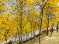 中国天气网讯 2月28日，广西南宁青秀山的黄花风铃木迎来了盛花期，一团团一簇簇的黄花开满了枝头，艳丽的黄色点亮了春天，满山的金黄绚烂夺目。（图文/黄丽娜）