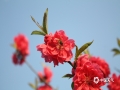 春暖花开，万物复苏。近日春风送暖，广西桂林永福县的碧桃花迎风绽放，粉红色的花瓣缀满枝头，绘画成一幅幅粉俏可爱的春色图。（图文/蒋熙）