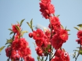 春暖花开，万物复苏。近日春风送暖，广西桂林永福县的碧桃花迎风绽放，粉红色的花瓣缀满枝头，绘画成一幅幅粉俏可爱的春色图。（图文/蒋熙）