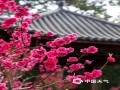 中國(guó)天氣網(wǎng)訊 陽(yáng)春三月，南寧青秀山萬(wàn)株桃花迎春盛開(kāi)，桃花沿著山坡蔓延開(kāi)來(lái)，艷如紅霞，引來(lái)游客爭(zhēng)相拍照留念。（圖/老曾   文/郁海蓉）