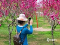 中国天气网讯 阳春三月，南宁青秀山万株桃花迎春盛开，桃花沿着山坡蔓延开来，艳如红霞，引来游客争相拍照留念。（图/老曾   文/郁海蓉）