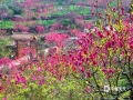 中國(guó)天氣網(wǎng)訊 陽(yáng)春三月，南寧青秀山萬(wàn)株桃花迎春盛開(kāi)，桃花沿著山坡蔓延開(kāi)來(lái)，艷如紅霞，引來(lái)游客爭(zhēng)相拍照留念。（圖/老曾   文/郁海蓉）