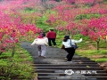 中国天气网讯 阳春三月，南宁青秀山万株桃花迎春盛开，桃花沿着山坡蔓延开来，艳如红霞，引来游客争相拍照留念。（图/老曾   文/郁海蓉）