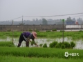 中国天气网广西站讯 临近清明，雨水逐渐增多，正是早稻移栽的好时机。4月1日，在百色市田阳区百育镇的试验田里，百色市农科所的科研人员组织村民进行早稻移栽，多位村民整齐排列，一点一行地在试验田里手工插秧。（图/莫蕤 文/黄桂珍 覃诗宁）