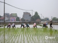 临近清明，雨水逐渐增多，正是早稻移栽的好时机。4月1日，在百色市田阳区百育镇的试验田里，百色市农科所的科研人员组织村民进行早稻移栽，多位村民整齐排列，一点一行地在试验田里手工插秧。（图/莫蕤 文/黄桂珍 覃诗宁）