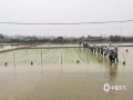 临近清明，雨水逐渐增多，正是早稻移栽的好时机。4月1日，在百色市田阳区百育镇的试验田里，百色市农科所的科研人员组织村民进行早稻移栽，多位村民整齐排列，一点一行地在试验田里手工插秧。（图/莫蕤 文/黄桂珍 覃诗宁）