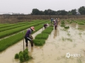 臨近清明，雨水逐漸增多，正是早稻移栽的好時(shí)機(jī)。4月1日，在百色市田陽(yáng)區(qū)百育鎮(zhèn)的試驗(yàn)田里，百色市農(nóng)科所的科研人員組織村民進(jìn)行早稻移栽，多位村民整齊排列，一點(diǎn)一行地在試驗(yàn)田里手工插秧。（圖/莫蕤 文/黃桂珍 覃詩(shī)寧）