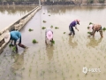 臨近清明，雨水逐漸增多，正是早稻移栽的好時(shí)機(jī)。4月1日，在百色市田陽(yáng)區(qū)百育鎮(zhèn)的試驗(yàn)田里，百色市農(nóng)科所的科研人員組織村民進(jìn)行早稻移栽，多位村民整齊排列，一點(diǎn)一行地在試驗(yàn)田里手工插秧。（圖/莫蕤 文/黃桂珍 覃詩(shī)寧）