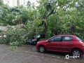 中国天气网广西站讯 4月4日凌晨，广西荔浦市出现强对流天气，3小时降雨量累计80.6毫米、最大风力23.9米/秒。强对流天气致使市区内多处低洼地带出现不同程度积水，不少大树被吹倒，多辆汽车遭大树砸中。（图/陈敏 文/李会玲）