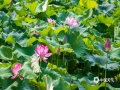 中国天气网讯 5月19日，广西南宁南湖公园里湖中的荷花已经在初夏里悄悄地绽放，朵朵初荷如同身穿粉裙的少女明媚娇俏。（文/黄丽娜 图/曾海科）