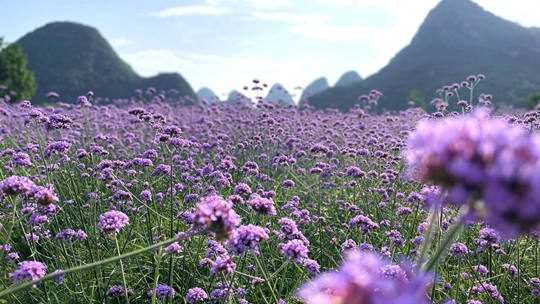桂林马鞭草迎风摇曳 谱写浪漫紫色花海