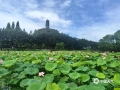 中國天氣網(wǎng)訊 6月14日，桂林市秀峰區(qū)唐家村的荷花陸續(xù)綻放，嬌艷欲滴的荷花就像身著粉裙的仙子在翠綠的荷葉間起舞，美得讓人移不開眼，微風(fēng)吹過，陣陣荷香沁人心脾。（文/張瑀琳 圖/彭文婧）