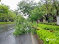 中國天氣網(wǎng)訊 受臺風“泰利”影響，17-18日廣西欽州被暴風雨襲擊，截至18日16時前24小時，欽州普降暴雨到大暴雨，欽南區(qū)黃屋屯鎮(zhèn)屯安村出現(xiàn)了240毫米的大暴雨，欽州國家站測到22.2米/秒的9級烈風，受暴風影響雨欽州市城區(qū)部分路段出現(xiàn)內澇積水 ，樹木、告示牌等被大風吹倒。18日城管工作人員和環(huán)衛(wèi)工人及時出動進行排水和清障，確保車輛通行。（圖文/隆宇）