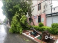 中国天气网讯 18日，台风“泰利”的暴风雨扫荡后，北海市区道路随处可见残枝败叶，虽然仍然下着雨，北海环卫工人及时将路面清障，将吹倒的路挡扶起。（文/刘宇菲 图/覃帅 刘宇菲 杨宇华）