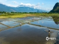 中国天气网讯 近期，广西南宁晚稻进入插秧高潮期，稻田与远山形成了一幅幅美丽的夏日画卷。（图/曾海科）