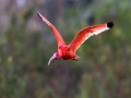 中国天气网广西站讯 近日，南宁出现美洲红鹮的身影，毛色艳丽，仿佛穿着一身“红衣”，吸引了众多拍鸟人前来拍摄。图片拍摄于11月16日和17日。（图文/曾海科）