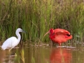 中国天气网广西站讯 近日，南宁出现美洲红鹮的身影，毛色艳丽，仿佛穿着一身“红衣”，吸引了众多拍鸟人前来拍摄。图片拍摄于11月16日和17日。（图文/曾海科）