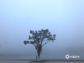 中国天气网广西站讯 11月28日清晨，荔浦市出现今年最强浓雾，局部地区能见度不足50米，整座城市被笼罩在浓雾中，一片朦胧。放眼望去，宛如一层轻纱遮住了眼帘，晨练的人们、马路上穿梭的车辆仿佛要消失在这白茫茫的雾色里，附近的建筑物和树木只露出隐隐约约的轮廓。（图文/汪玲）