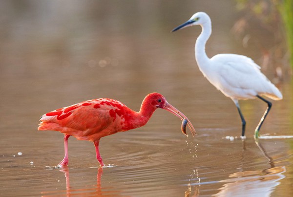 广西南宁沼泽湿地引来美洲红鹮和白鹭觅食打闹