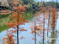 中国天气网讯 12月13日，广西南宁阳光明媚，暖意融融，石门森林公园里水边的落羽杉染上了金黄的颜色，描绘出一幅惬意美好的秋色画卷。（文/黄丽娜 图/曾海科）
