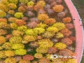 中国天气网讯 12月20日，航拍南宁市邕宁边上的落羽杉，红、黄、绿相间，色彩斑斓，令人陶醉，吸引不少市民来此打卡拍照。（图/曾海科 文/郁海蓉） ​​​