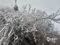 受强冷空气影响，1月21日，广西桂林资源县隘门界再现雾凇景观。树上、灌木丛上结满厚厚的雾凇，青松翠柏千姿百态，形成“万物皆入画”的冰雪奇景。（文/谭琼 图/资源气象局）
