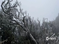 1月22日早上，广西南宁市大明山出现雨凇景观，树枝被冰冻，晶莹剔透。（图/南宁大明山风景旅游区 文/卢威旭）​