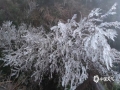 1月22日早上，广西南宁市大明山出现雨凇景观，树枝被冰冻，晶莹剔透。（图/南宁大明山风景旅游区 文/卢威旭）​