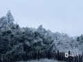 受强冷空气的洗礼后，1月23-24日，广西南宁市大明山出现雾凇景观。（图/柳泽平 文/蔡爵健）