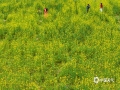 中国天气网讯 这个春节假期，广西春暖花开，上林县的油菜花绽放，嫩嫩的黄花如点点繁星点缀了乡野山间，仿佛成了一片黄色的海洋，吸引了许多游人打卡拍照。（文/黄丽娜 图/曾海科）