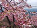 中国天气网讯 受强冷空气影响，2月26日河池南丹县云观天景区绽放的樱花纷纷披上了“冰晶外衣”，晶莹剔透，仿佛春天被冻住了。（图文/韦双双）