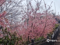 中国天气网讯 受强冷空气影响，2月26日河池南丹县云观天景区绽放的樱花纷纷披上了“冰晶外衣”，晶莹剔透，仿佛春天被冻住了。（图文/韦双双）