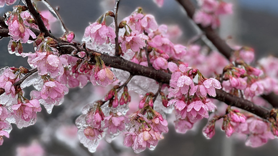 广西南丹樱花“穿冰衣” 仿佛春天被冻住了