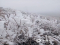 2月24-25日，贺州市多地出现雾凇、雨凇景观。雨凇晶莹剔透，雾凇洁白如雪，恍若置身梦幻的冰雪世界，美不胜收！图为钟山西岭的雾凇景观（文/毛琪 图/李思敏）