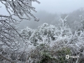 2月24-25日，贺州市多地出现雾凇、雨凇景观。雨凇晶莹剔透，雾凇洁白如雪，恍若置身梦幻的冰雪世界，美不胜收！图为富川牛塘坪的雾凇景观（文/毛琪 图/黎霞）