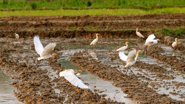   广西南宁：农忙耕种吸引成群白鹭觅食