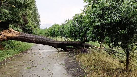  The record breaking 13 strong wind in Hezhou, Guangxi, broke the tree and lifted the iron sheet shed