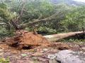 图为河池市宜州区遭遇强大风灾害天气，大树连根拔起。（图/李严萍）