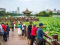 中國天氣網(wǎng)訊  近日南寧南湖公園里的荷花大量綻放了，有白色的荷花，也有粉色的荷花，朵朵荷花嬌艷無比，吸引許多市民前來打卡拍照。拍攝時間：5月17日 ?（圖/曾海科  文/郁海蓉）