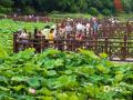 中國(guó)天氣網(wǎng)訊  近日南寧南湖公園里的荷花大量綻放了，有白色的荷花，也有粉色的荷花，朵朵荷花嬌艷無(wú)比，吸引許多市民前來(lái)打卡拍照。拍攝時(shí)間：5月17日 ?（圖/曾?？? 文/郁海蓉）