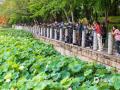 中國(guó)天氣網(wǎng)訊  近日南寧南湖公園里的荷花大量綻放了，有白色的荷花，也有粉色的荷花，朵朵荷花嬌艷無(wú)比，吸引許多市民前來(lái)打卡拍照。拍攝時(shí)間：5月17日 ?（圖/曾?？? 文/郁海蓉）