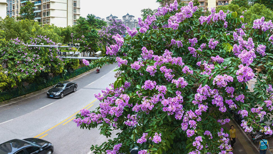 広西南寧のサルスベリの花が満開夏のロマンチックな雰囲気が広がる