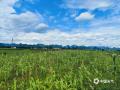 中国天气网广西站讯 6月5日，来宾市忻城县城关镇古尧村雨过天晴，阳光重现，呈现一派夏日的乡村美景。（图/罗利敏 文/苏庆红）