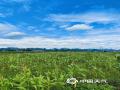中国天气网广西站讯 6月5日，来宾市忻城县城关镇古尧村雨过天晴，阳光重现，呈现一派夏日的乡村美景。（图/罗利敏 文/苏庆红）
