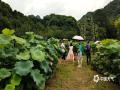 中國天氣網(wǎng)廣西站訊 近日，桂林西山公園荷花爭(zhēng)相開放，微風(fēng)吹拂，碧綠的荷葉與朵朵荷花隨風(fēng)搖曳，亭亭玉立，清香襲人，吸引了大批游客及攝影愛好者前來賞花拍照。拍攝時(shí)間：6月16日 。（圖文/黎微微）