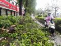 中国天气网广西站讯 9月7日台风“摩羯”携风雨影响钦州、防城港等市，城区内道路旁的树木被大风拦腰折断，断枝落叶遍地，市民在风雨中艰难前行。（文/曹钰佳 何斌 韦樊妮 图/李斌喜 韦樊妮）