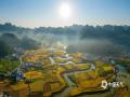 中国天气网讯  近日，广西百色靖西市山区谷地经常出现雾绕群峰的美景。10月7日早晨，在禄峒镇，当朝阳遇上晨雾，光便有了形状，山峦起伏，田野“流金”，共同构成一幅绝美田园画卷。（图文/曾海科）