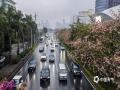 中国天气网讯 11月4日，广西南宁出现降雨，市民或撑伞或穿雨衣出行。（图文/曾海科 郁海蓉）