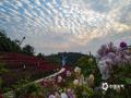 中国天气网讯 近日，南宁天空出现“鱼鳞云”景观，一片片云朵整齐划一地排列在空中，犹如一排排鱼鳞一般，引得不少市民游客驻足观赏。（图/曾海科  文/郁海蓉）